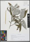 Foto von Salix viminalis L.
